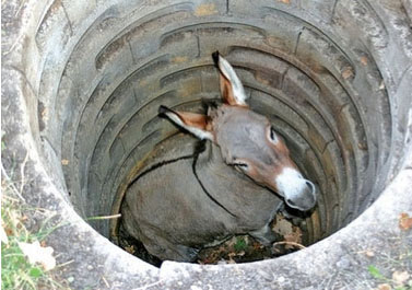 Jackass in a well