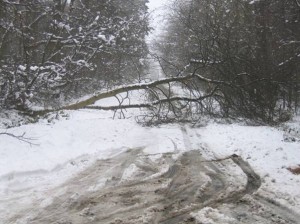 tree-accross-road-in-winter