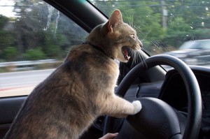 road rage cat driving