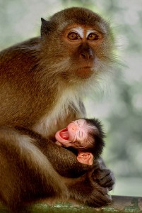 Monkey with baby